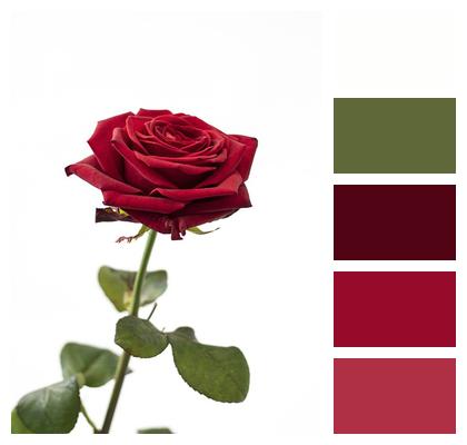 Flower Red Rose Rose Image